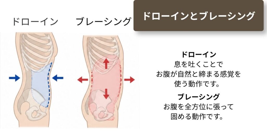 ドローインとブレーシングの違いを示す図解
