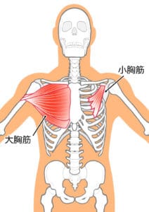 大胸筋の解剖イラスト