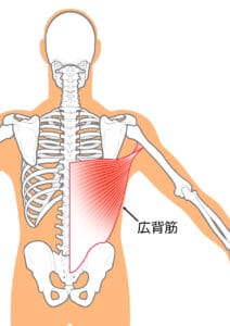 広背筋の解剖イラスト