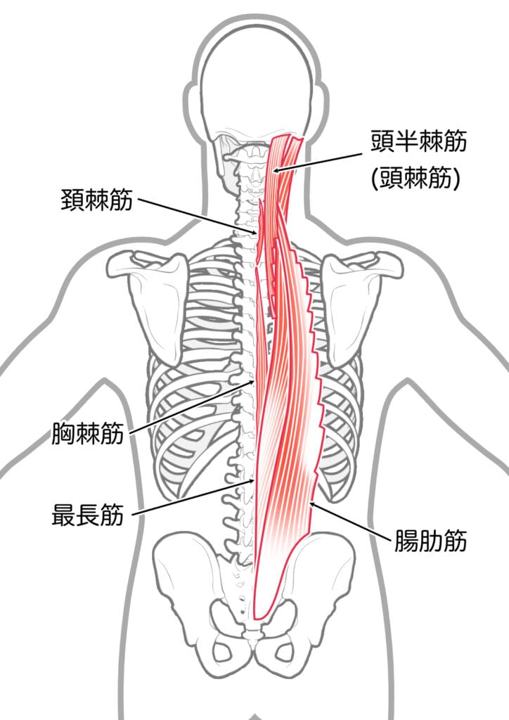 脊柱起立筋の構造を示した図。腸肋筋、最長筋、棘筋を中心に、頭半棘筋や胸棘筋など脊柱の周辺筋も描かれている。