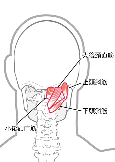 後頭下筋群(大後頭直筋、小後頭直筋、上頭斜筋、下頭斜筋)のイラスト図