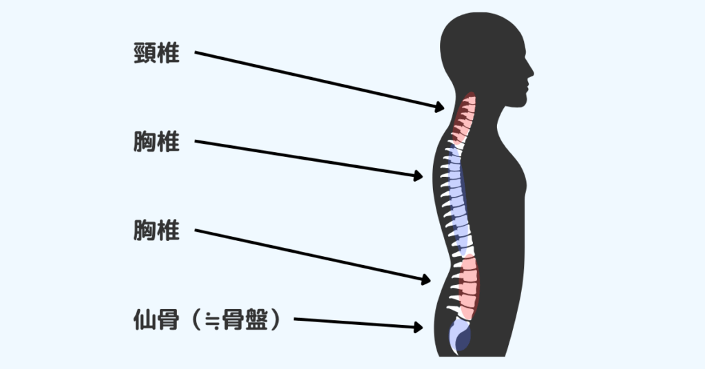 背骨の名前を説明するイラスト
