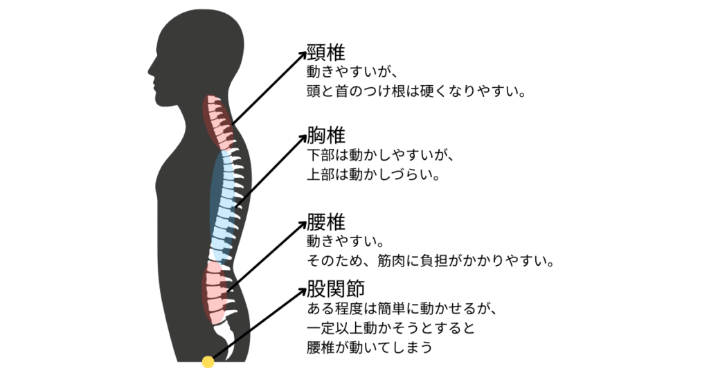 背骨の名前と特徴のイラスト