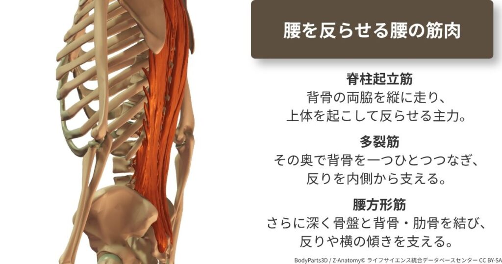 腰をそらせる腰の筋肉の解剖図。脊柱起立筋・多裂筋・腰方形筋。