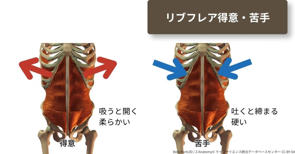 肋骨の開く・閉じるを視覚化した比較図。