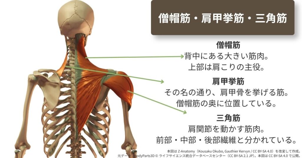 僧帽筋、肩甲挙筋、三角筋を示した図。