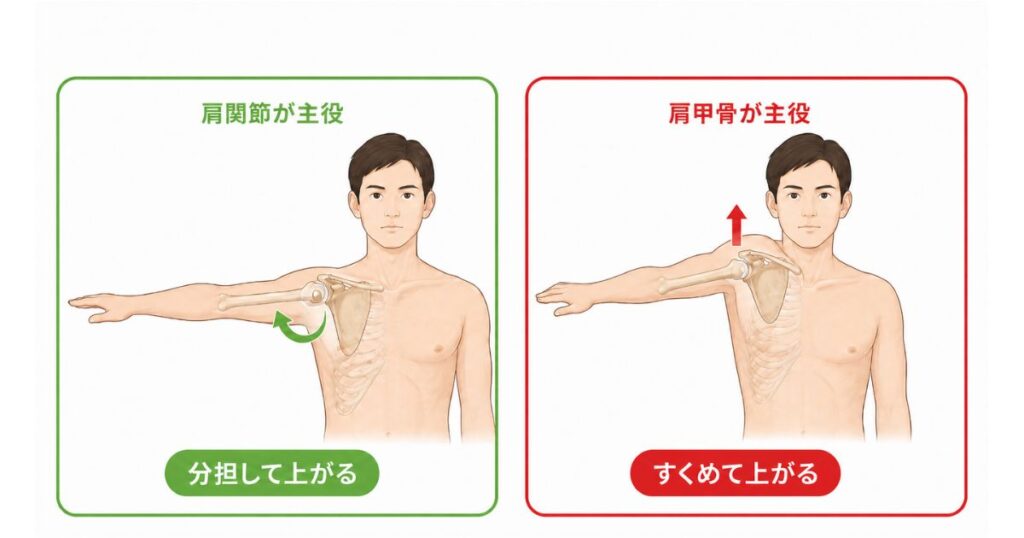 肩関節主体の動きと肩甲骨主体の動きの違いを示した図