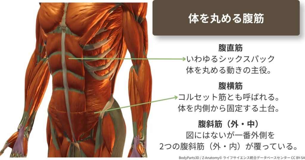 腹筋群の解剖図。腹直筋と腹横筋が映り、腹斜筋も含めて説明している。